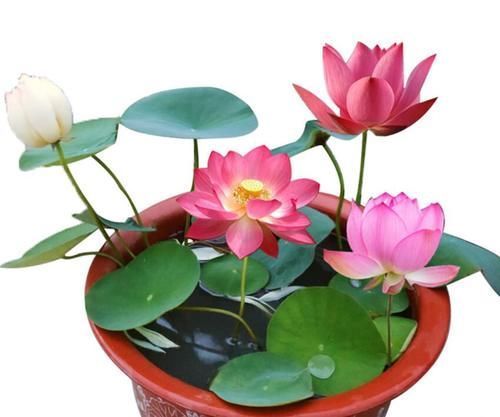 牡丹|养花还不知道选啥？八种花从古到今一直受人喜欢，你家里有吗