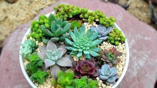 浇水|多肉一到夏季就休眠这3种长出“小包子”,照样美美哒