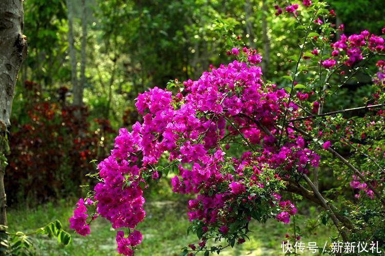 过了十一月,三角梅应当这样养,早早打造出耐看盆景