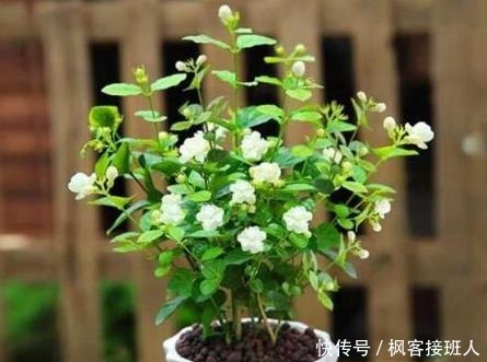 养茉莉花,“3件小事”做到位,就可以“静待花开”,且花大味香!