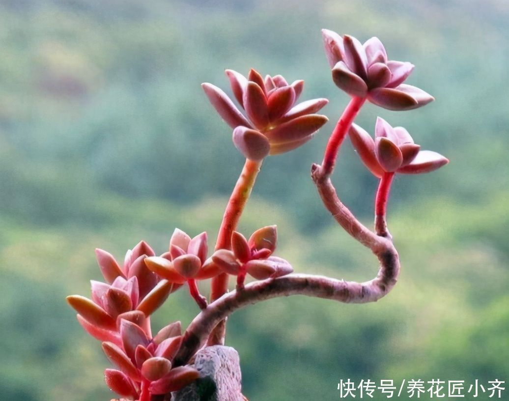 秋丽|想养多肉不会养?5种多肉好养,给它时间,它会“惊艳”到你