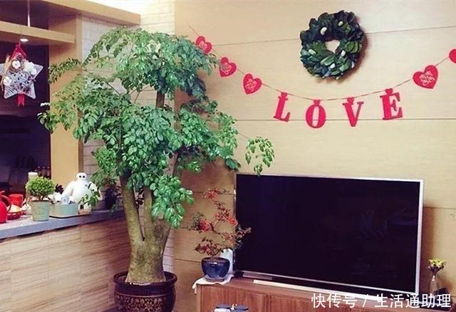4种“树”养客厅,越养越有“有福气”,“懂花”的人都喜欢!