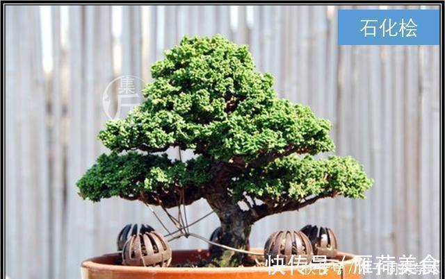 绿海听涛,“桧柏化石”石化桧盆景的养护与创作