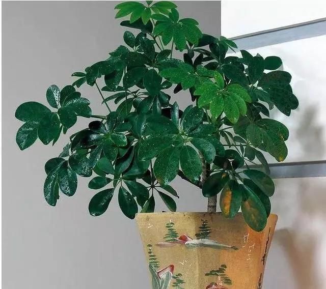 鹅掌柴鹅掌柴|养花的人大多长寿这4种植物，养人寓意好，可惜总有人忽视了