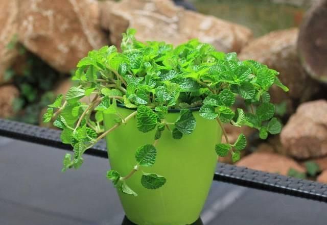 植物|逛花市时,这4种“花”尽量不要买,因为在家里根本养不活