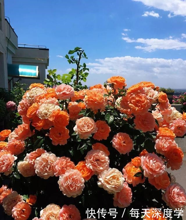 绣球花|6种“欠冻花”,冬天会假死,闷着头憋新芽,春天一到,砰砰爆花