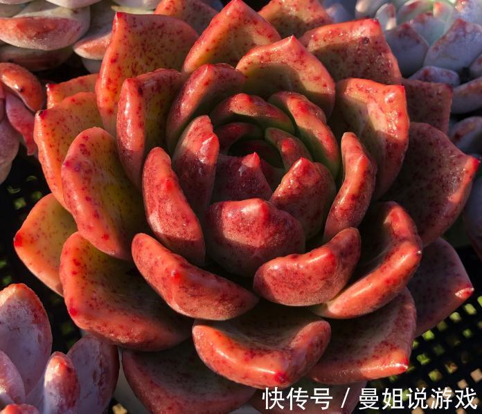 多肉徒长永远的痛,如何告别徒长,让您的多肉美美哒