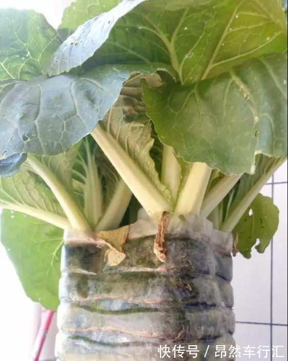 小菜园|养花技巧:一个油桶胜过两花盆,种菜养花好用又省钱!
