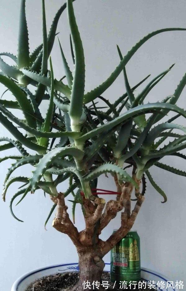 芦荟“真好养”,长了3米高,长成芦荟大树,叶子太厚,吃不完