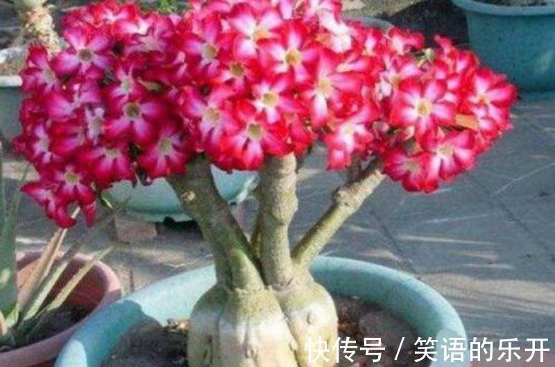 3种花少浇水,不浇长的旺,一浇就烂根