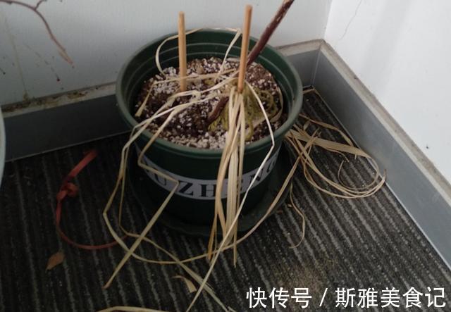 种花|9种花，天热会“假死”，千万别丢了，秋天就苏醒