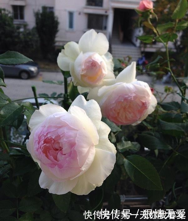 切花玫瑰|超级香的花,漂亮不输玫瑰,四季常开,还可盆栽种植,此花值得养!