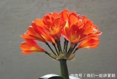 为什么我养的君子兰叶片都是耷拉着的,而看别人养的都是直立着的,这跟品种有关吗?