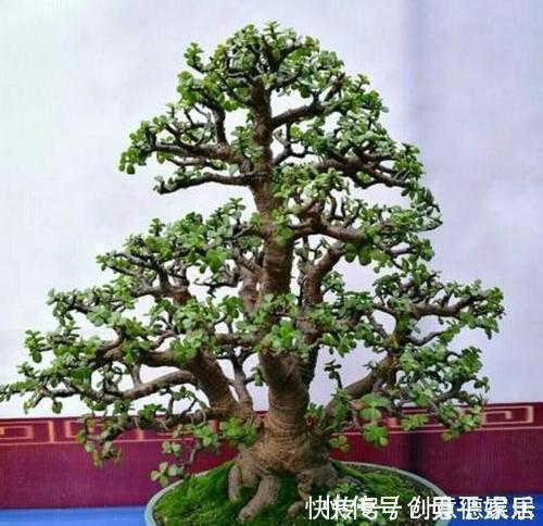 盆景|养金枝玉叶,了解掌握几个要点,枝干粗壮,长成老桩盆景!