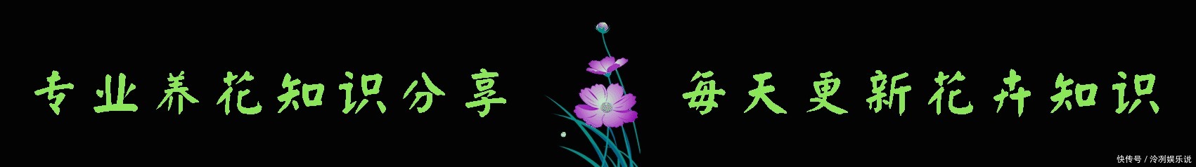 超美|2款适合新手种植的花,一养就爆盆,花大色艳,四季都开花,超美