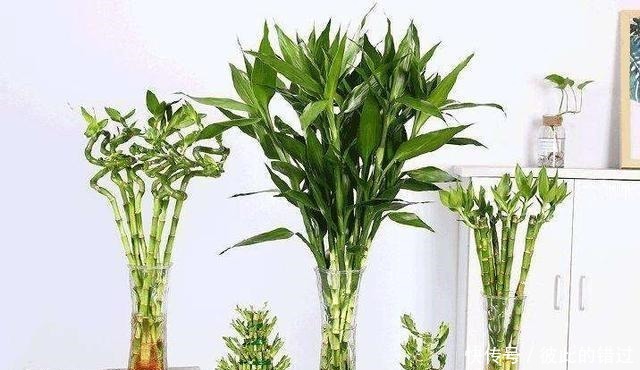 富贵竹黄叶、不生根10天一滴“酸水”扭转乾坤,叶子翠绿一倍!