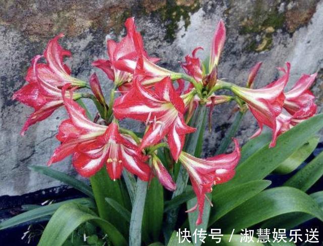 花友们|朱顶红不会养教你修剪,一年开两次花,花苞比月季还大,美!