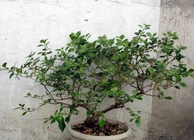 扦插|三角梅的养护大全摘光叶子，少浇水，使劲晒，开花爆满盆