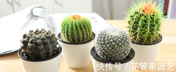 这五种花一定要“穷养”,不要浇太多水,养不活都是因为手太勤