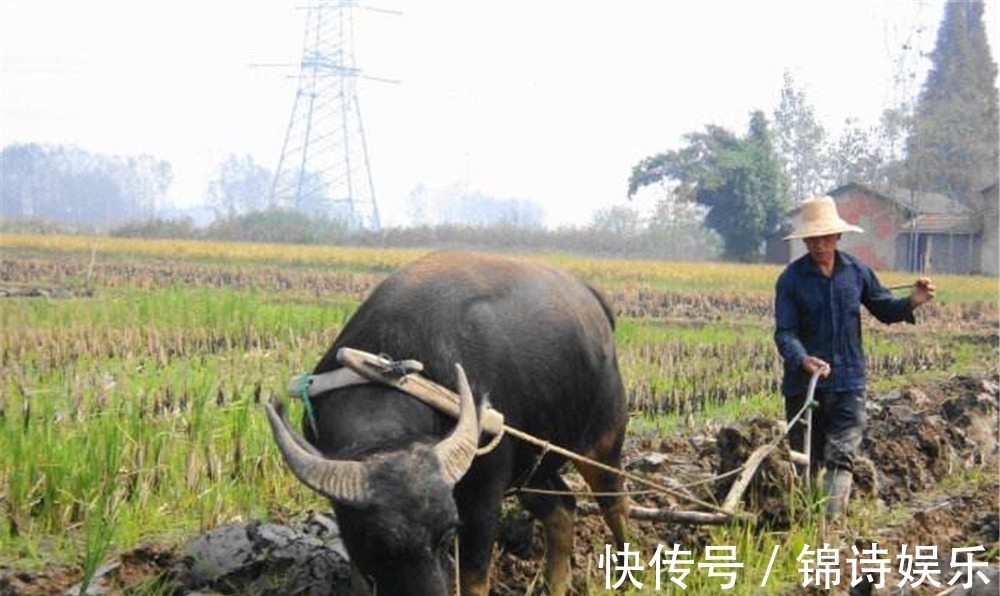 亲戚@俗语：外甥头，舅家牛，叔嫂房，不同问，老祖宗看透人性的良言