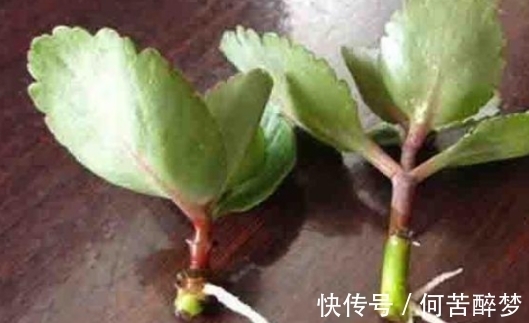 修剪掉的长寿花枝叶该不该扔,怎么处理好?