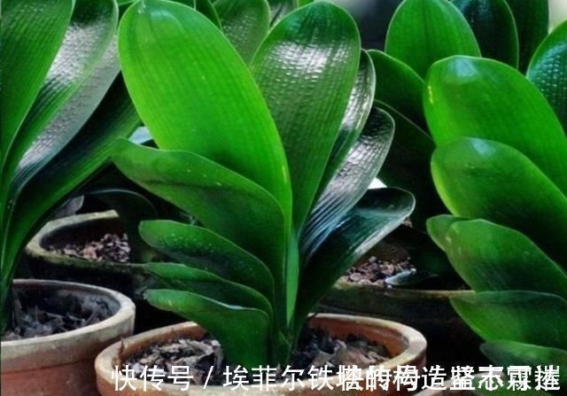 君子兰叶子出现褶皱,3个方面没有做好,应及时改正