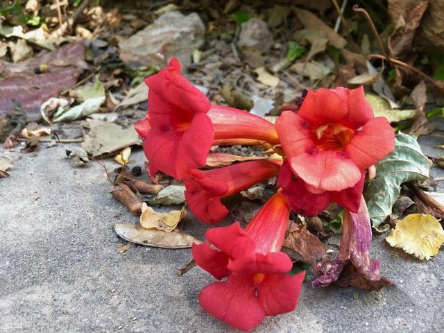 好好的院子,被一棵“霸道”的凌霄花给毁了