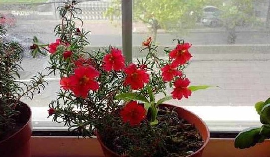 这6种花，养护简单易爆盆，家里种一盆，一年4季天天有花看！