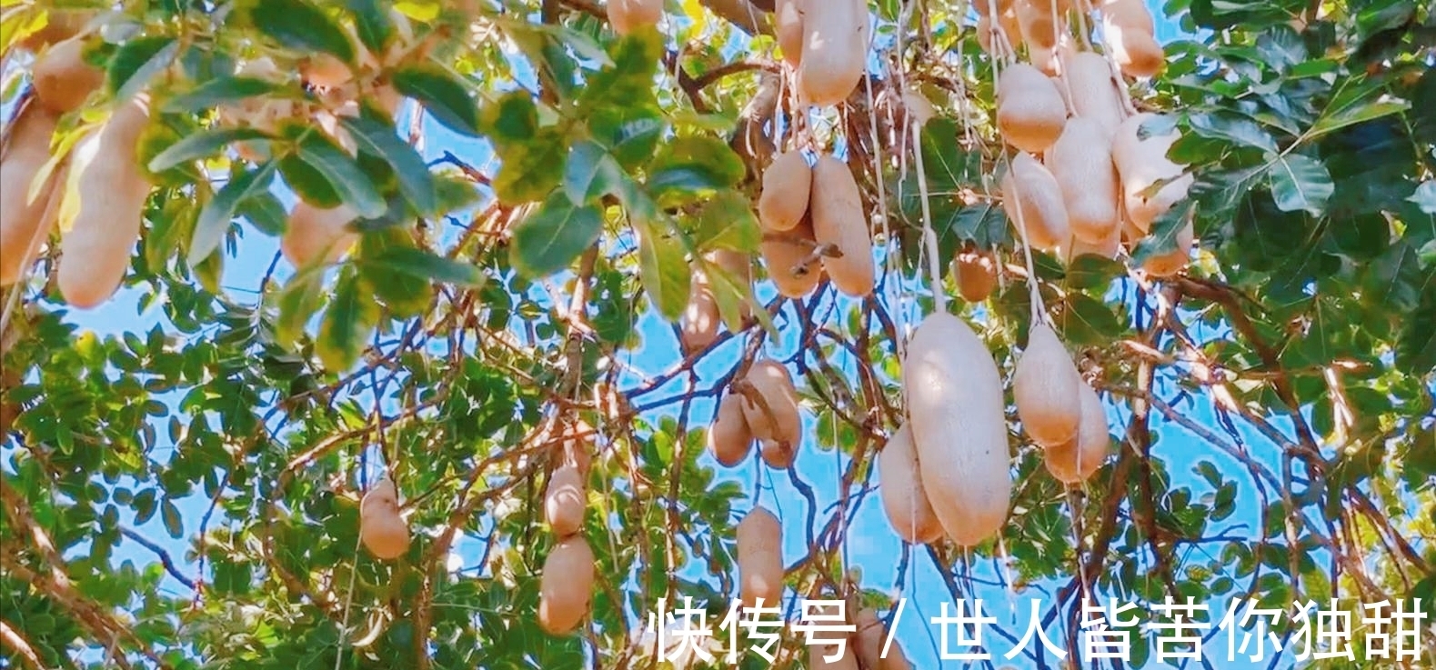 食肉动物|10条新鲜好玩的冷门小知识,你知道多少呢?