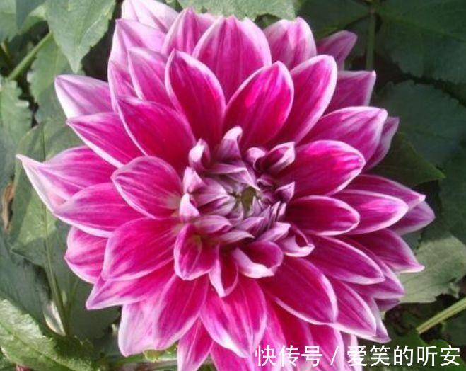 花草|家里养此款花卉,便宜又好养,好养易爆盆,惊艳如花球,美翻了