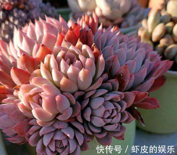 11月养多肉,2个动作“催一催”,安全过冬,颜色靓丽爱爆崽