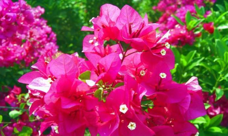 家里阳台必养此款花卉,花期长花量大,一盆千百朵,枝头花苞满