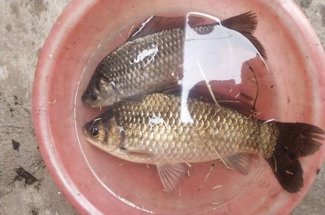 钓获罕见鲫鱼被劝放生:劝放生的大爷,您知道它是什么鱼吗?