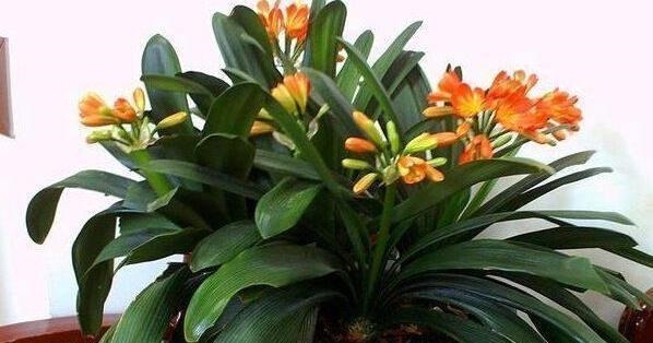 给君子兰盆里，丢一点这个，叶子又绿又亮，一年开花两次