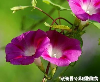 木槿|这三种花最适合养在窗台上，好看又耐活，开成花帘美极了