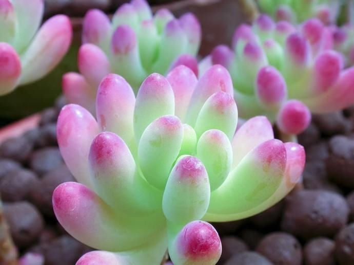 生命力顽强的多肉,新手可以试试,不用担心养不好