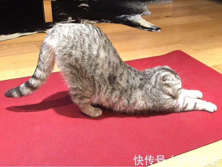 宠物|姿势比人类还专业?20个「宠物做瑜伽」的爆笑瞬间