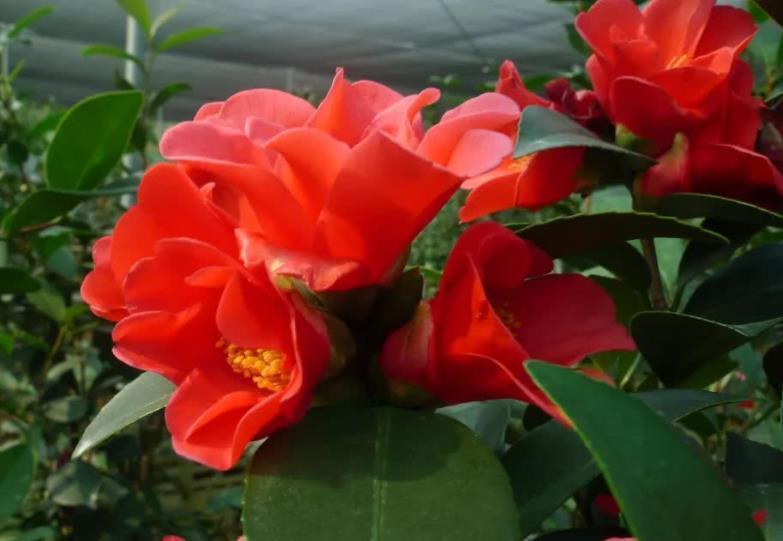 秋天|秋天定要养棵四季茶花，花大色艳美极了，一次能开20朵，值得拥有