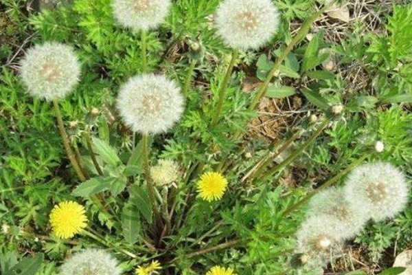 老少皆宜|农村不用花钱的野菜,营养高能治病,老少皆宜,却被人们当杂草