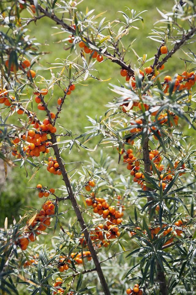 岚烟|沙棘诗词10首:四季轮回叶不凋，霜欺雪压不弯腰