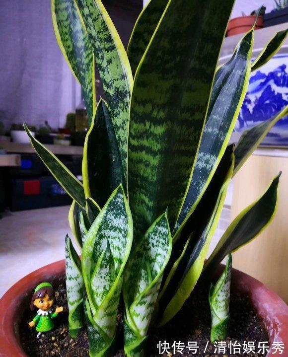 阳台上|10种“吉利花”,“穷养”才能长大,越挤越壮实,越大越“旺家”