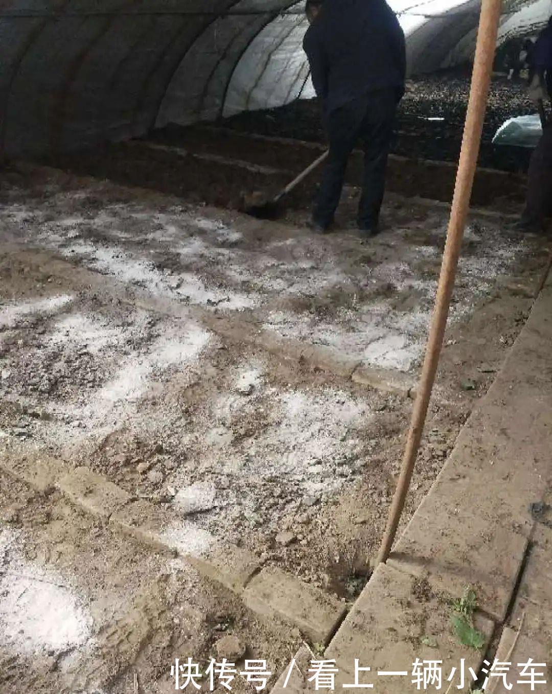 养花技巧:花盆里出现这个,抓紧换盆,不然一浇水就死翘翘