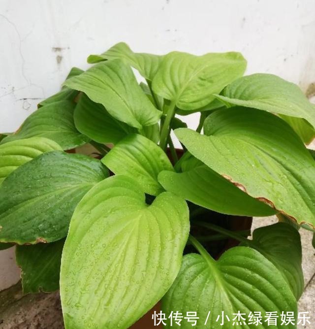 开花|冬天庭院里也能养花,玉簪特耐寒,下雪也能开花