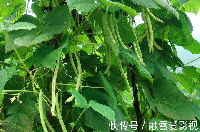 西红柿|这5种“有害”的蔬菜，比农药危害还大，家里有的要留意