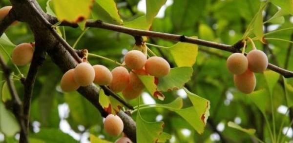 养“银杏树”不用买,1粒“果核”埋土里,30天发芽,快速成盆景