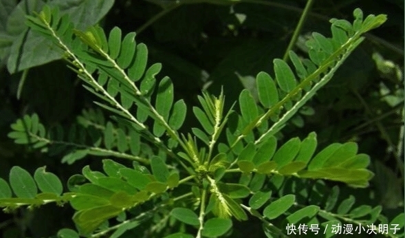 福气|人称“阴阳草”,如今不多见,看到是福气,别拔,拔1棵少1棵