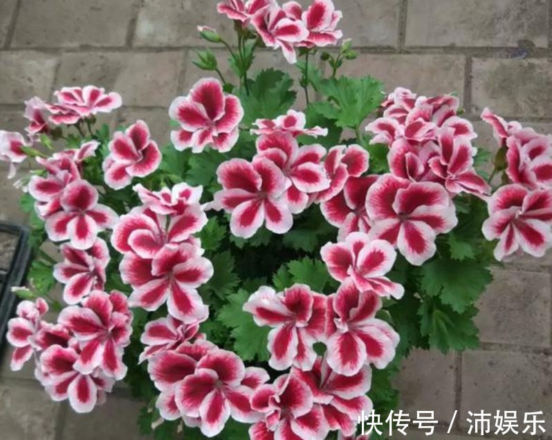 10种天竺葵,花色鲜艳,颜色丰富,每种都超美,你养过几种