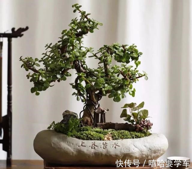 适合过年购买的8种招财植物,好看又吉祥!