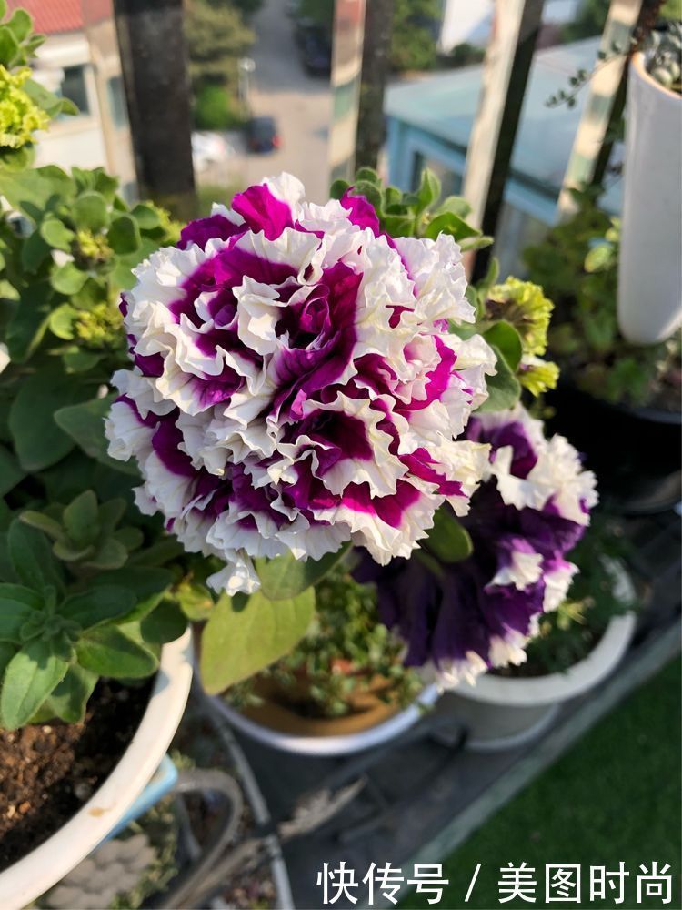 阳台|DIY改造17㎡屋顶花园,忙得不亦乐乎,在喧嚣城市打造一隅静谧