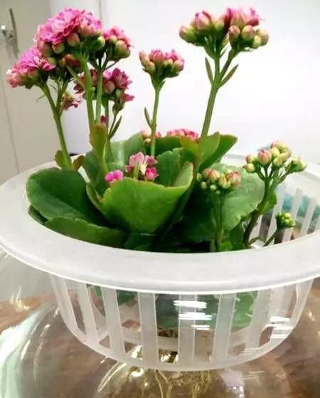 季节|这4种花,剪个枝插水里,10天就生根,当下季节最佳